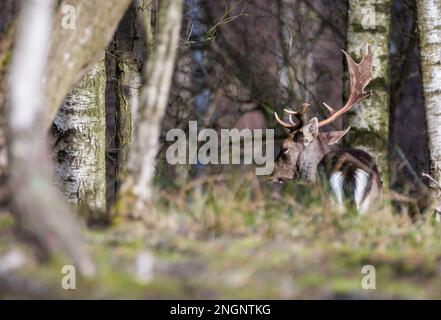 Schwarzwild Buck im Winter, mit einem gebrochenen Geweih. Staffordshire, Großbritannien Stockfoto
