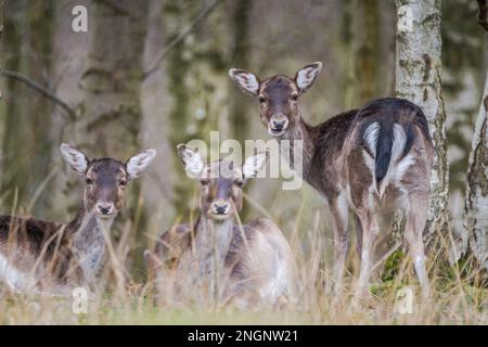 Im Winter weiden und entspannen sich drei junge Weidetiere (weiblich) Stockfoto