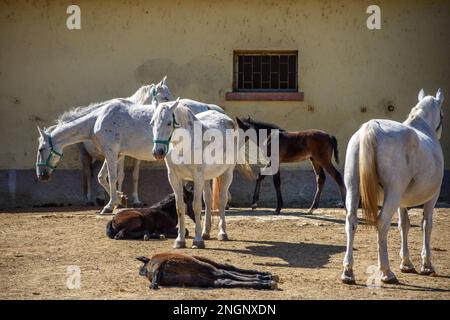 Die Lipizzan oder Lipizzaner ist eine europäische Rasse von Reitpferden, die im sechzehnten Jahrhundert im Habsburger Reiterreich entwickelt wurde. Stockfoto