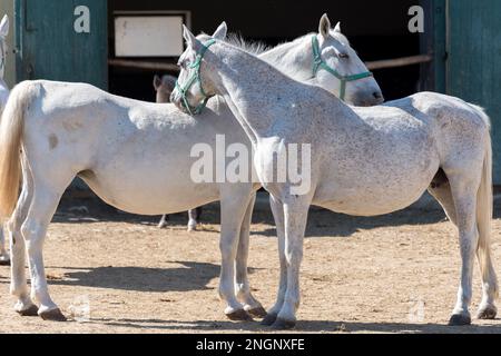 Die Lipizzan oder Lipizzaner ist eine europäische Rasse von Reitpferden, die im sechzehnten Jahrhundert im Habsburger Reiterreich entwickelt wurde. Stockfoto