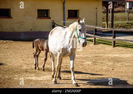 Die Lipizzan oder Lipizzaner ist eine europäische Rasse von Reitpferden, die im sechzehnten Jahrhundert im Habsburger Reiterreich entwickelt wurde. Stockfoto