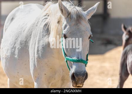 Die Lipizzan oder Lipizzaner ist eine europäische Rasse von Reitpferden, die im sechzehnten Jahrhundert im Habsburger Reiterreich entwickelt wurde. Stockfoto