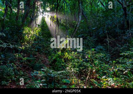 Licht fließt durch die Bäume des dichten Regenwaldes in Rio de Janeiro Stockfoto