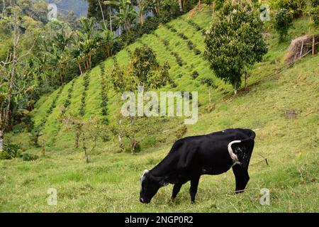 Rinder auf einer Kaffeeplantage. Salento. Quindio. Kolumbien Stockfoto