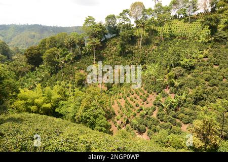 Blick auf eine Kaffeeplantage. Salento. Quindio. Kolumbien Stockfoto