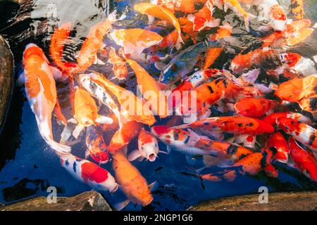 Ein Haufen Coi-Fische im Wasser. Es war Fütterungszeit. Die wunderschönen Koksfische waren zum Mittagessen bereit. Stockfoto