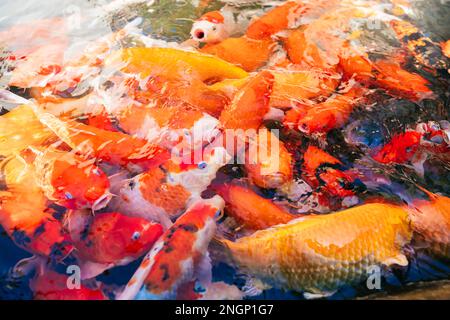 Ein Haufen Coi-Fische im Wasser. Es war Fütterungszeit. Die wunderschönen Koksfische waren zum Mittagessen bereit. Stockfoto