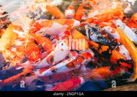 Ein Haufen Coi-Fische im Wasser. Es war Fütterungszeit. Die wunderschönen Koksfische waren zum Mittagessen bereit. Stockfoto