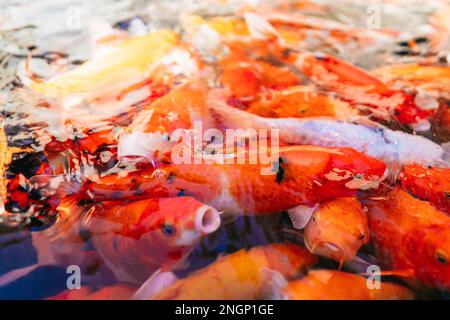 Ein Haufen Coi-Fische im Wasser. Es war Fütterungszeit. Die wunderschönen Koksfische waren zum Mittagessen bereit. Stockfoto