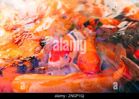 Ein Haufen Coi-Fische im Wasser. Es war Fütterungszeit. Die wunderschönen Koksfische waren zum Mittagessen bereit. Stockfoto