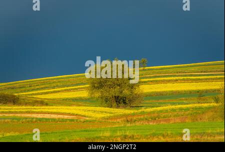 Junge grüne Getreidekörner. Blühender Rapssamen. Schwache Sonne, die Felder, Bäume und Büsche beleuchtet. Roztocze. Ostpolen. Stockfoto