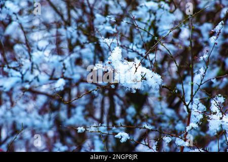 Die Samen einer Blüte aus grauem Spirea mit weißem Schnee sind auf einem unscharfen grauen Hintergrund an einem sonnigen Wintertag. Spiraea cinerea Grefsheim in Wint Stockfoto