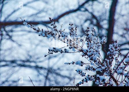 Die Samen einer Blüte aus grauem Spirea mit weißem Schnee sind auf einem unscharfen grauen Hintergrund an einem sonnigen Wintertag. Spiraea cinerea Grefsheim in Wint Stockfoto