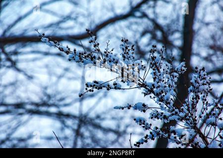 Die Samen einer Blüte aus grauem Spirea mit weißem Schnee sind auf einem unscharfen grauen Hintergrund an einem sonnigen Wintertag. Spiraea cinerea Grefsheim in Wint Stockfoto