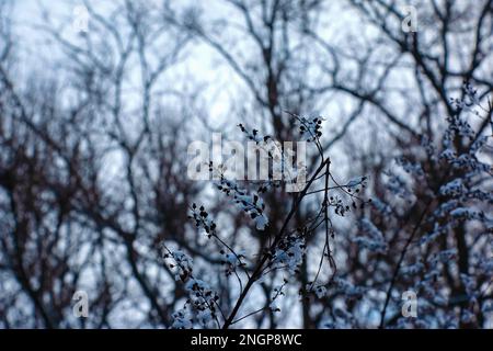 Die Samen einer Blüte aus grauem Spirea mit weißem Schnee sind auf einem unscharfen grauen Hintergrund an einem sonnigen Wintertag. Spiraea cinerea Grefsheim in Wint Stockfoto