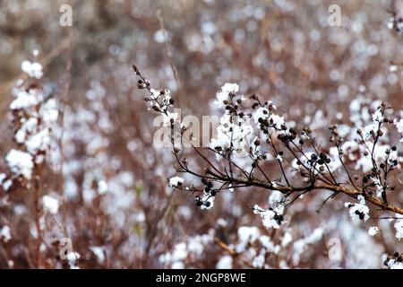 Die Samen einer Blüte aus grauem Spirea mit weißem Schnee sind auf einem unscharfen grauen Hintergrund an einem sonnigen Wintertag. Spiraea cinerea Grefsheim in Wint Stockfoto