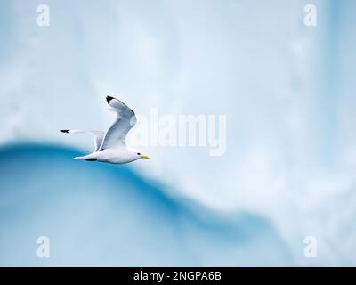 Ein erwachsener Schwarzbein-Kittiwake, Rissa tridactyla, im Flug inmitten der Eisberge in Ilulissat, Grönland. Stockfoto