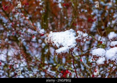 Die Samen einer Blüte aus grauem Spirea mit weißem Schnee sind auf einem unscharfen grauen Hintergrund an einem sonnigen Wintertag. Spiraea japonica Goldene Prinzessin Stockfoto