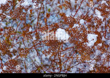 Die Samen einer Blüte aus grauem Spirea mit weißem Schnee sind auf einem unscharfen grauen Hintergrund an einem sonnigen Wintertag. Spiraea japonica Goldene Prinzessin Stockfoto