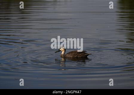 Seitenansicht einer einzelnen pazifischen schwarzen Ente, die in der Mitte eines Sees schwimmt, mit ihrer Bewegung, die sanfte Wellen im Wasser erzeugt Stockfoto