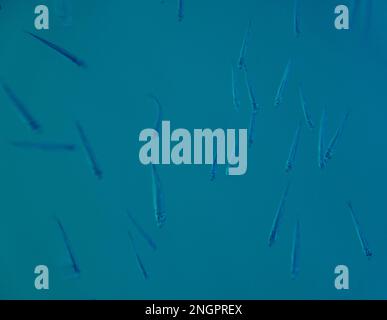 Eine Schwärme kleiner Fische in tiefblauem Wasser, Draufsicht, Bild von oben aufgenommen. Stockfoto