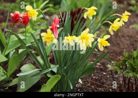 Wunderschöne blühende Narzissen und Tulpen im Freien am Frühlingstag Stockfoto