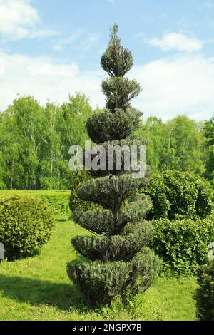 Wunderschön gestutzter Busch im Park an sonnigen Tagen Stockfoto