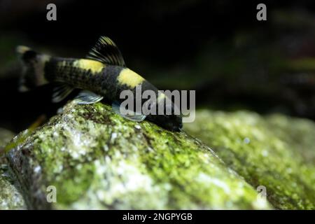 Panda garra Süßwasserfisch - Garra flavatra Stockfoto