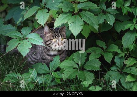 Junge, heimische Katze, die sich auf der Jagd im grünen Gras versteckt Stockfoto