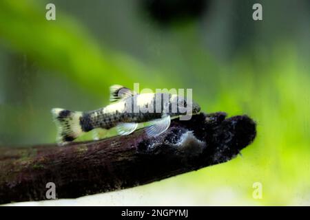 Panda garra Süßwasserfisch - Garra flavatra Stockfoto