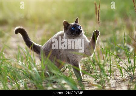 Thailändische Katze, die bei Sonnenuntergang in der Natur spielt Stockfoto