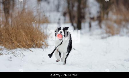 Border Collie läuft im Winter mit einem Spielzeugball auf Schnee. Hund in der Natur. Stockfoto