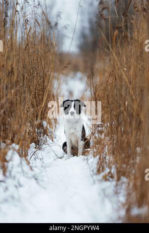 Einsamer Hund von Border Collie Rasse weiß und schwarz, der im Winter zwischen trockenem Schilf und Schnee sitzt Stockfoto