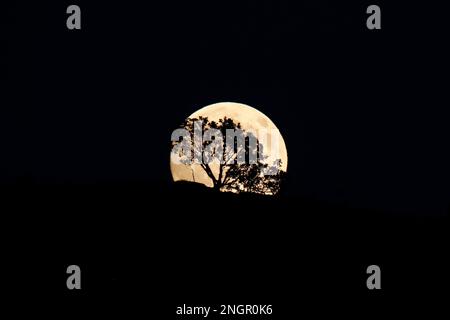 Der Vollmond erhebt sich hinter dem kleinen Mount Doug in Victoria/Saanich, BC, mit einem einsamen, silhouettierten Arbutusbaum. Stockfoto