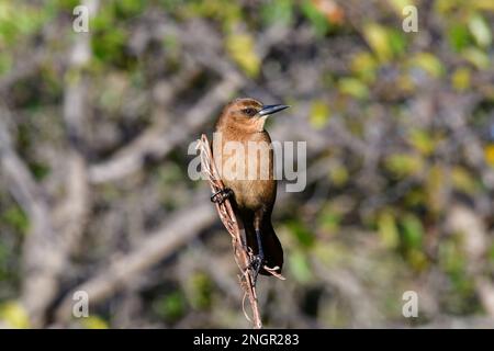 Der Quiscalus Major in Wakodahatchee, Florida, liegt über Feuchtgebieten. Stockfoto