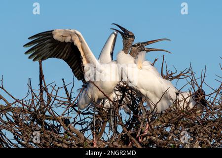 Paare von Waldstorchen – Mycteria americana – verwickelten sich an klaren sonnigen Nachmittagen in den Wakodahatchee Wetlands in Florida mit Werbekampagnen. Stockfoto