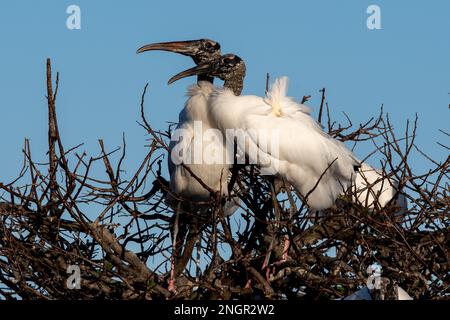 Paare von Waldstorchen – Mycteria americana – verwickelten sich an klaren sonnigen Nachmittagen in den Wakodahatchee Wetlands in Florida mit Werbekampagnen. Stockfoto