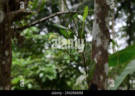 Eine seltene wilde Orchideenpflanze mit Blütenknospe wächst auf einem Baumstamm Stockfoto