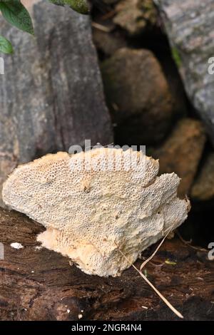 Ansicht der Oberflächenstruktur auf der Unterseite eines großen cremigen Pilzes, der auf abnehmendem Totholz blühte Stockfoto