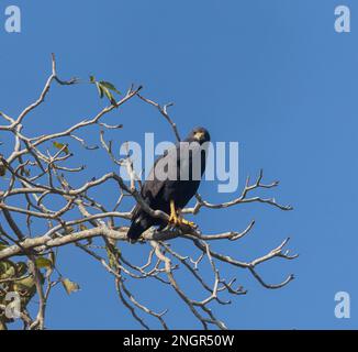 Ein gemeiner Schwarzer Falke in einem Baum am Tarcoles-Fluss Stockfoto