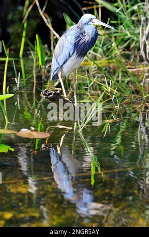 Der dreifarbige Reiher spiegelt sich im Sumpf im Everglades-Nationalpark, Florida, USA, wider Stockfoto