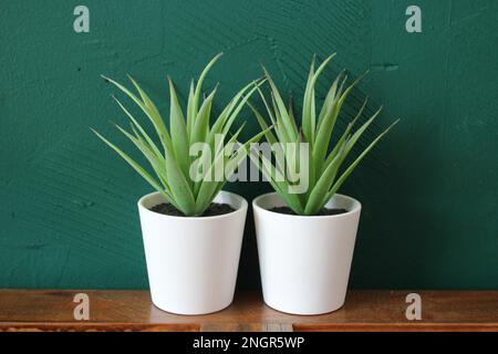 Aloe Vera-ähnliche Pflanzen mit grünem Hintergrund Stockfoto