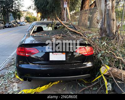 Ein Auto, das von einem umgestürzten Baum beschädigt wurde Stockfoto