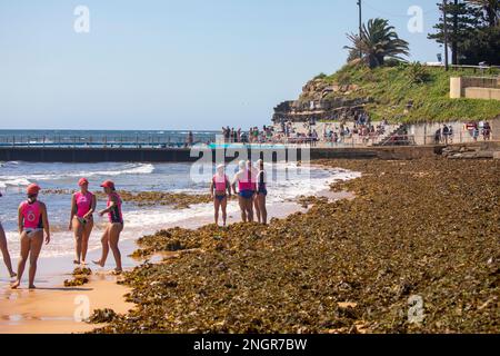 Traditionelle Surfbootcrew und Ruderboote standen am Collaroy Beach Sydney inmitten großer Mengen Seetang auf dem Sand, Sydney, NSW, Australien Stockfoto