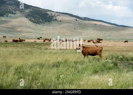 Rotes angusskind auf einer Wiese im oberen Lost River Basin, Idaho Stockfoto