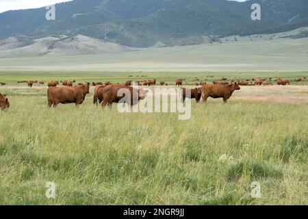 Rotes angusskind auf einer Wiese im oberen Lost River Basin, Idaho Stockfoto