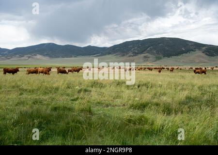 Rotes angusskind auf einer Wiese im oberen Lost River Basin, Idaho Stockfoto