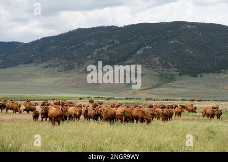 Rotes angusskind auf einer Wiese im oberen Lost River Basin, Idaho Stockfoto