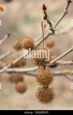 Planenobst auf den Ästen im Frühling Stockfoto