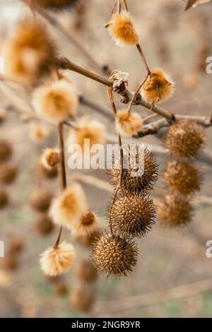 Planenobst auf den Ästen im Frühling Stockfoto